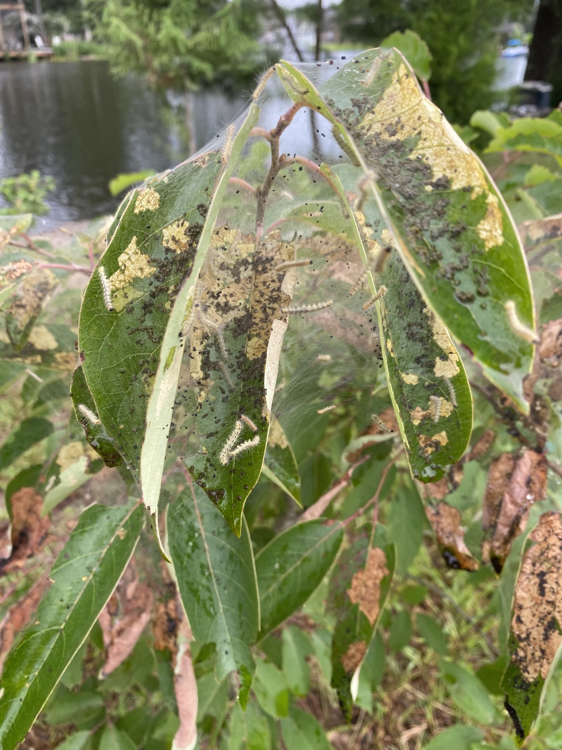 Weaving worries: Fall webworm garden takeover